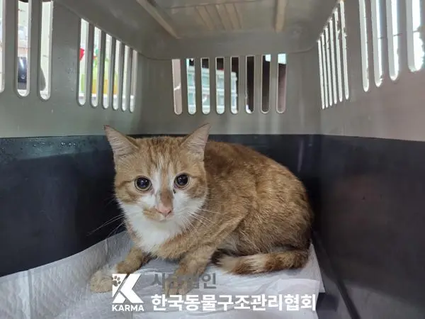 한국 고양이 보호중 사진