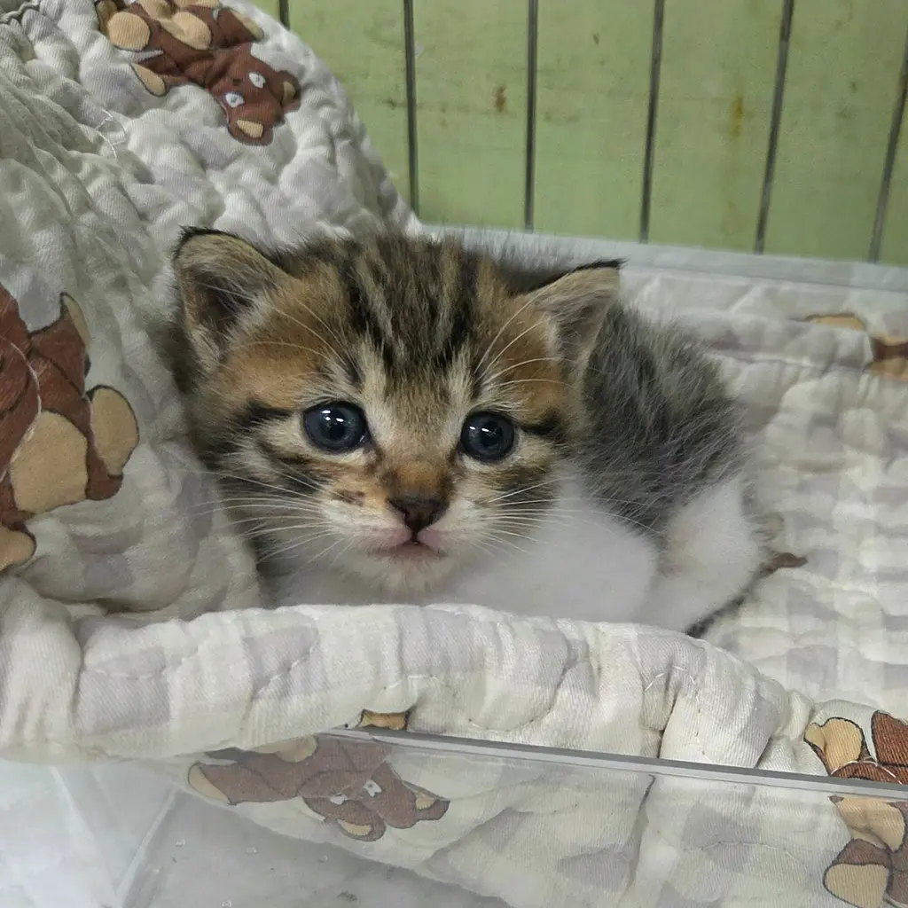 한국 고양이 보호중 사진