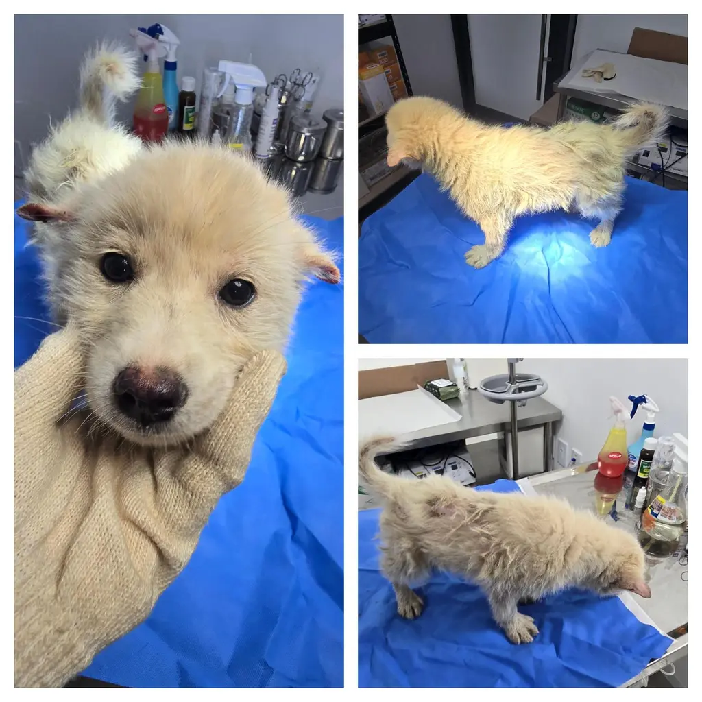 믹스견 보호중 사진