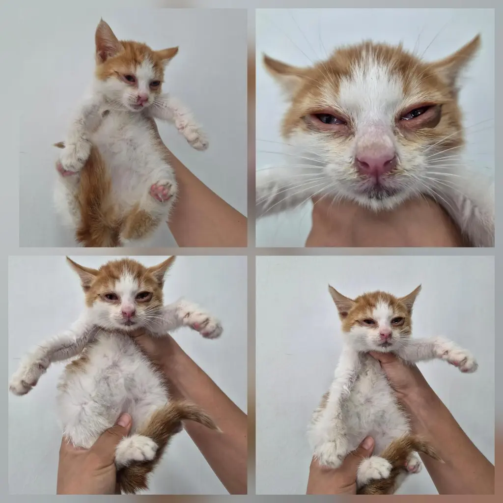 한국 고양이 보호중 사진