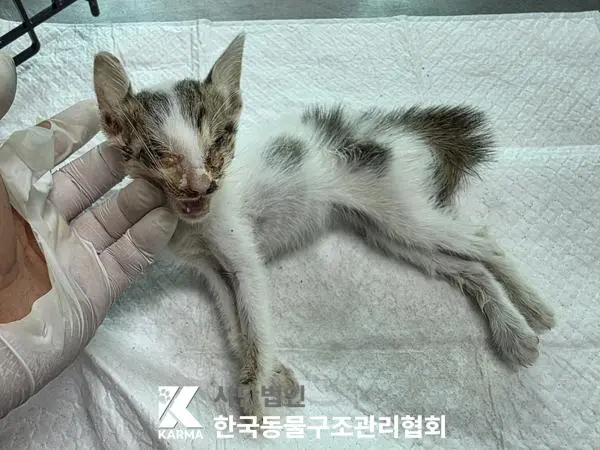 한국 고양이 보호중 사진