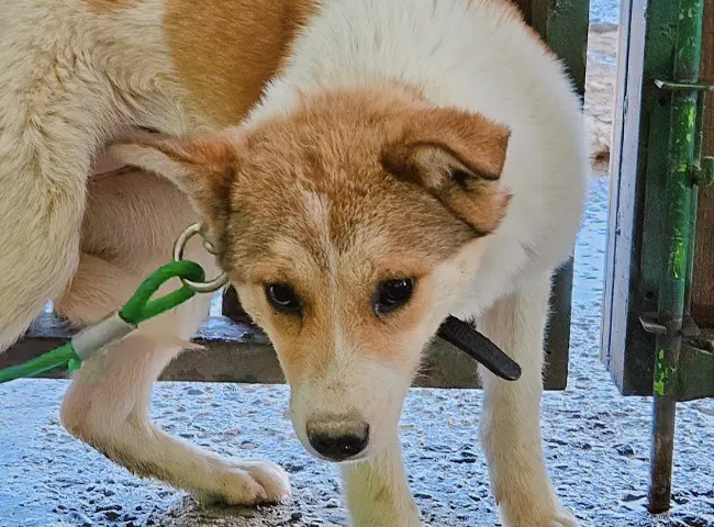 믹스견 보호중 사진