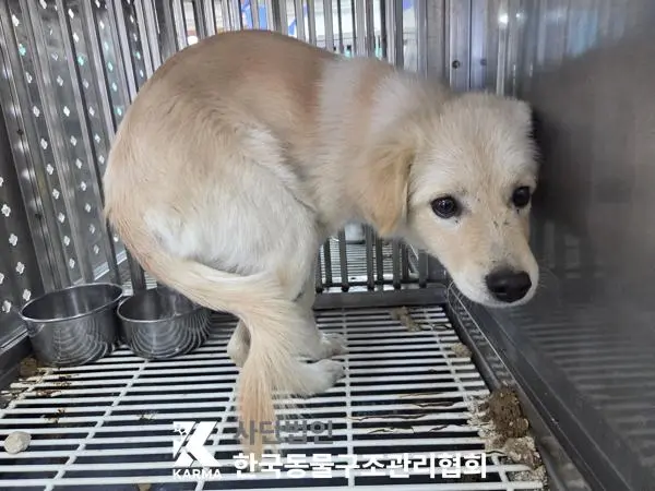 믹스견 보호중 사진