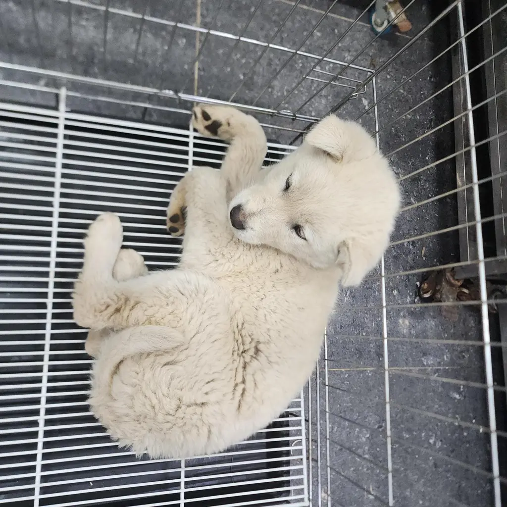 믹스견 보호중 사진