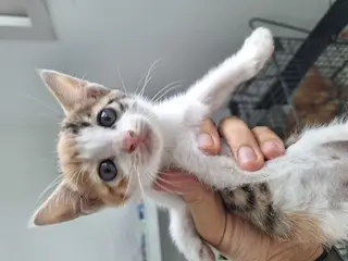 한국 고양이 보호중 사진