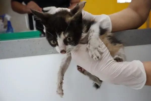 한국 고양이 보호중 사진