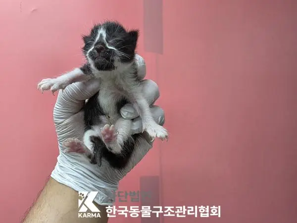 한국 고양이 보호중 사진
