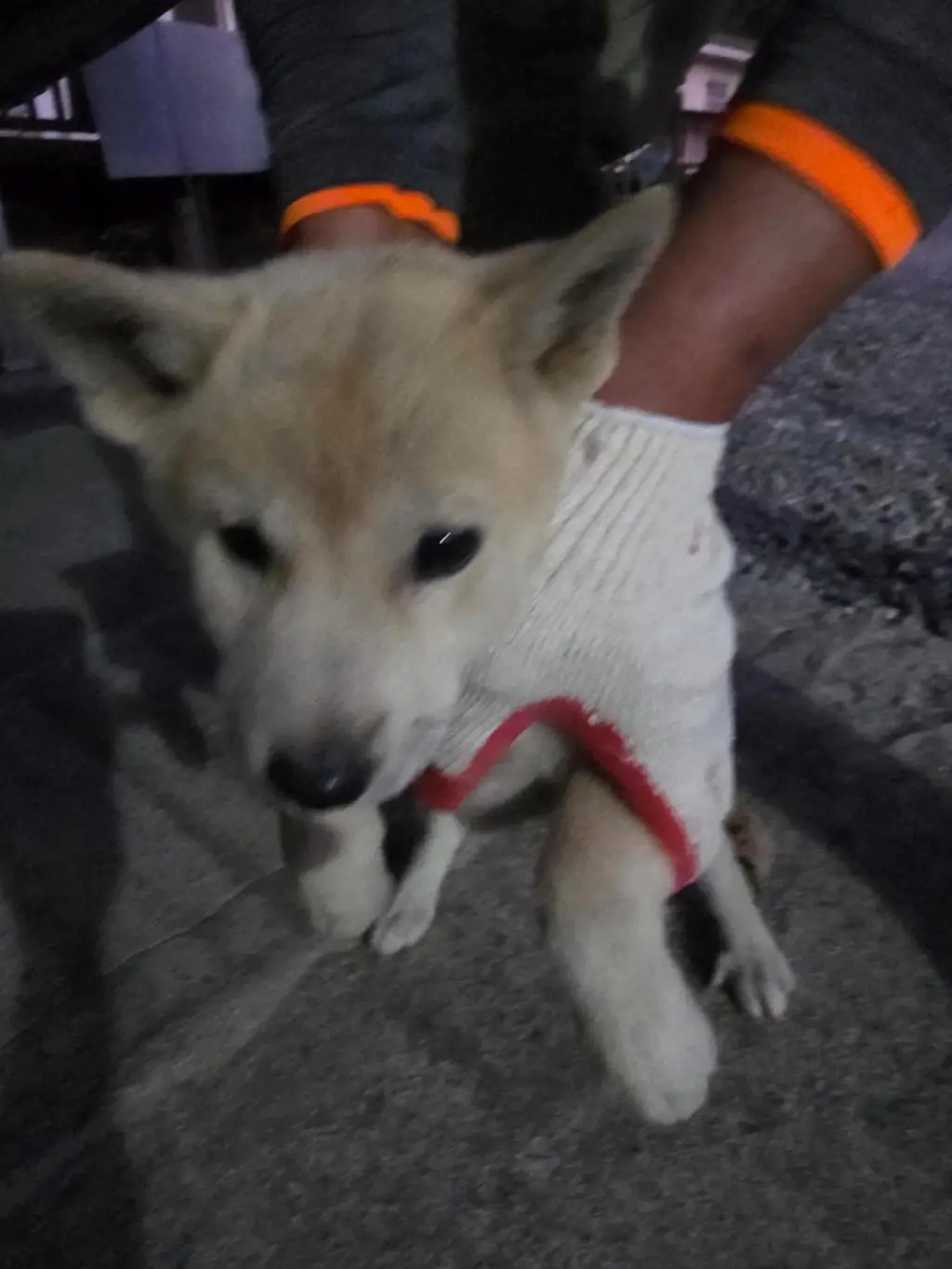 믹스견 보호중 사진