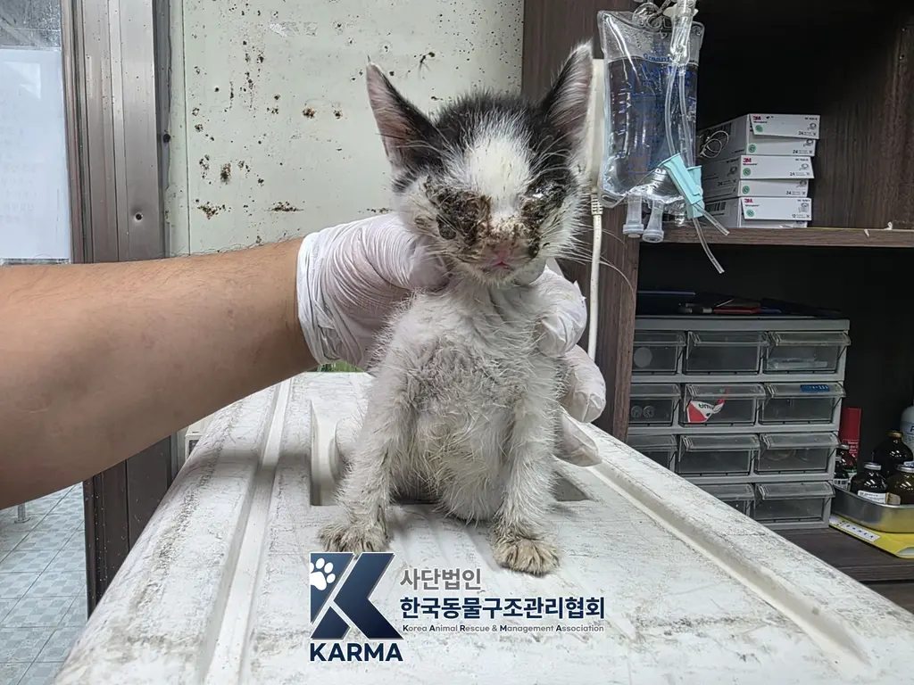 한국 고양이 보호중 사진