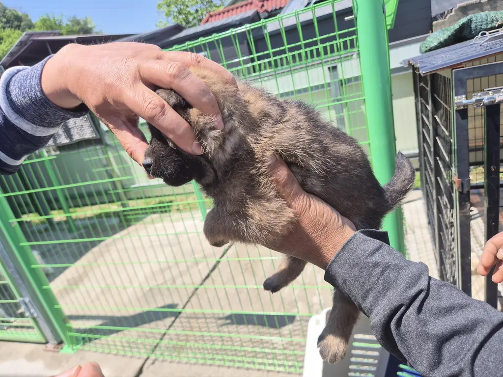 믹스견 보호중 사진