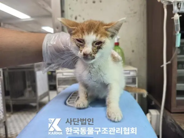 한국 고양이 보호중 사진