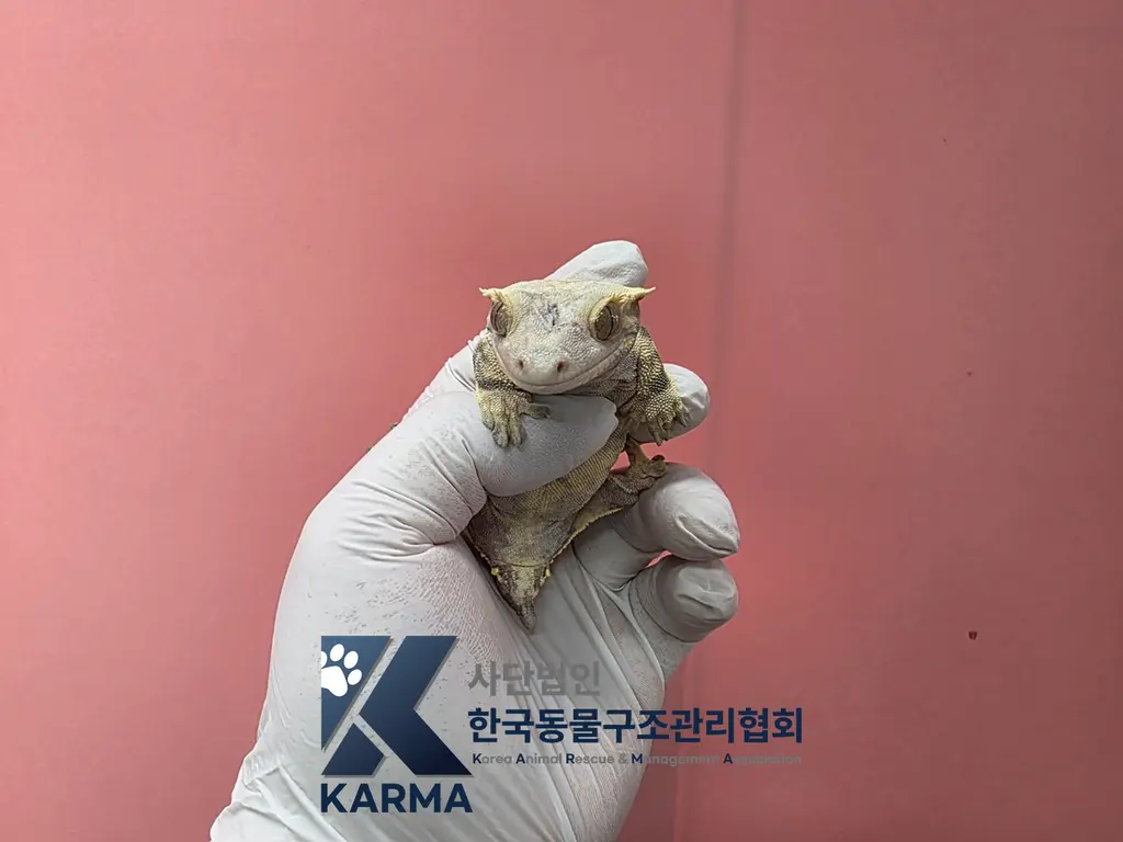 기타축종 보호중 사진