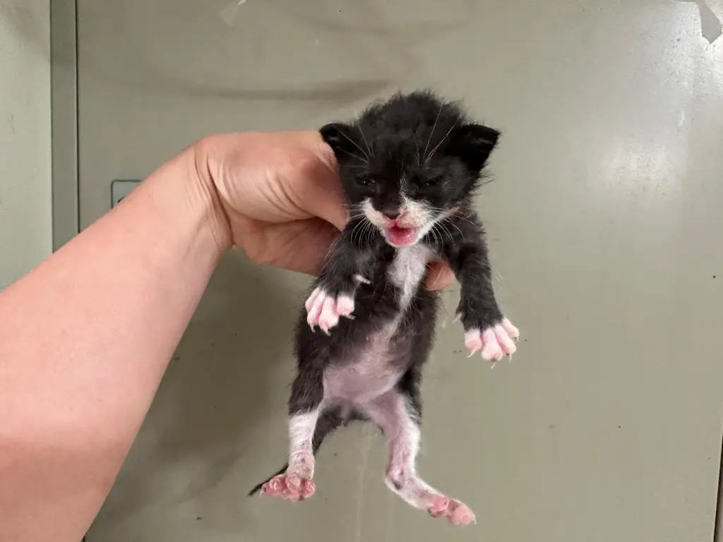한국 고양이 보호중 사진