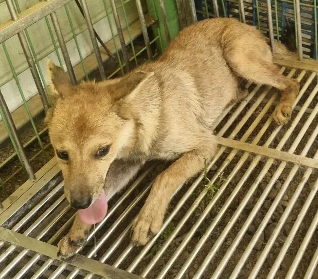 믹스견 보호중 사진