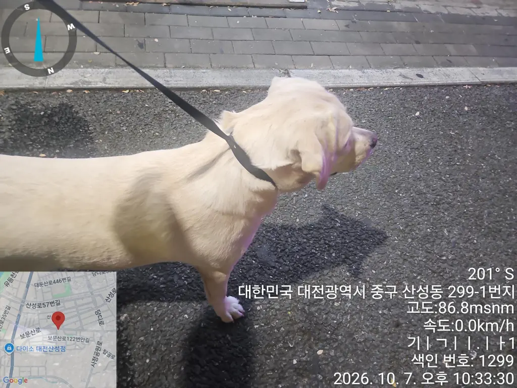 믹스견 보호중 사진