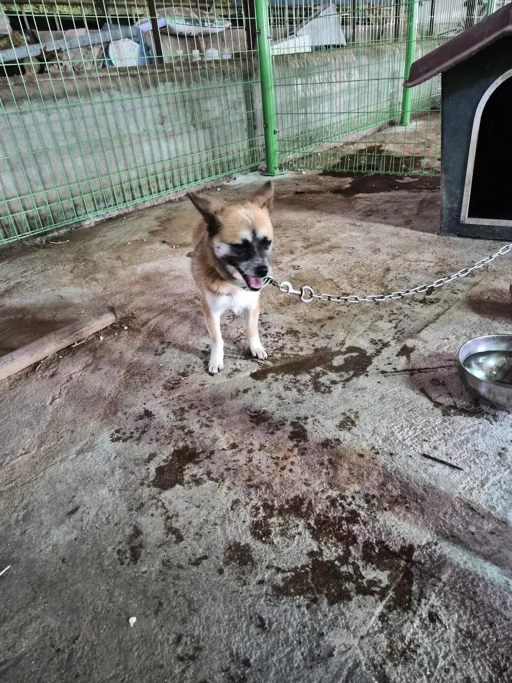 믹스견 보호중 사진