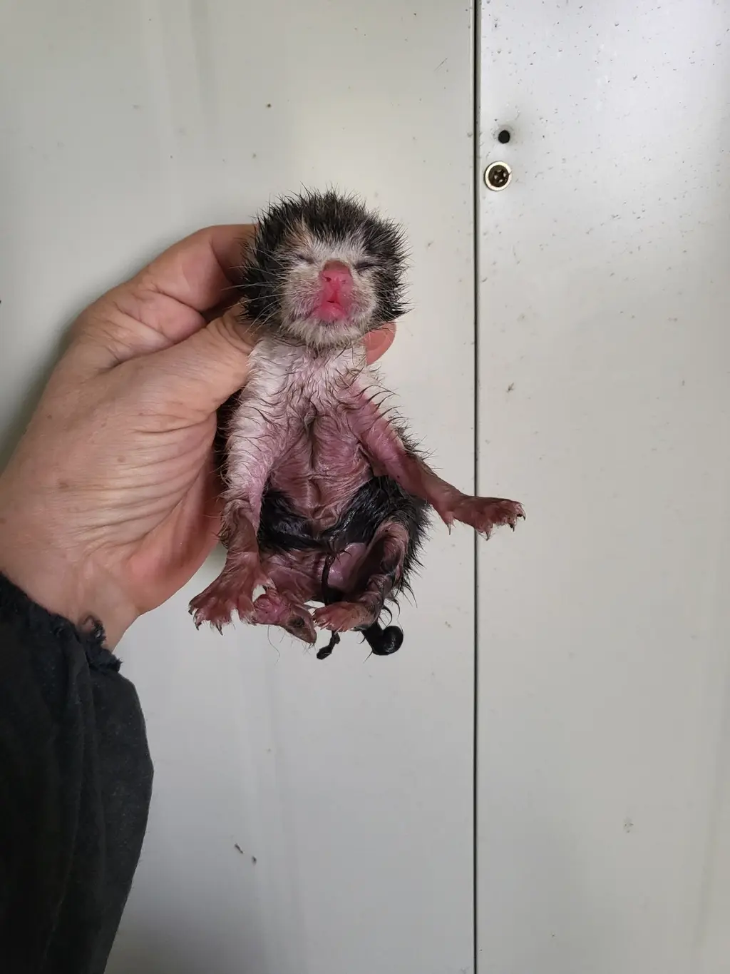 한국 고양이 보호중 사진
