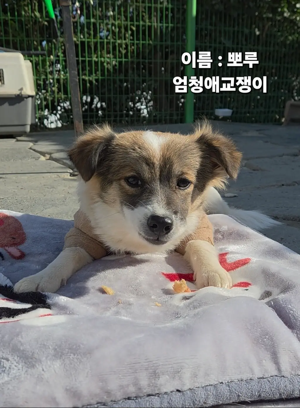 기타 보호중 사진