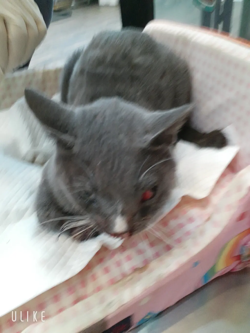 믹스묘 보호중 사진