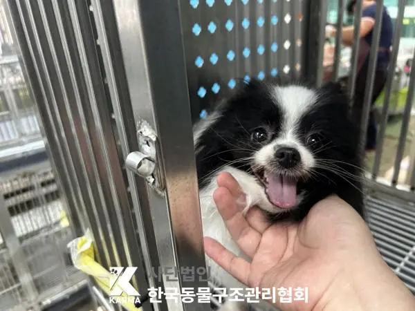 포메라니안 보호중 사진