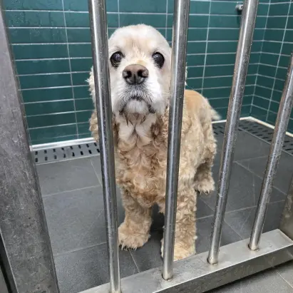 코카 스파니엘 보호중 사진