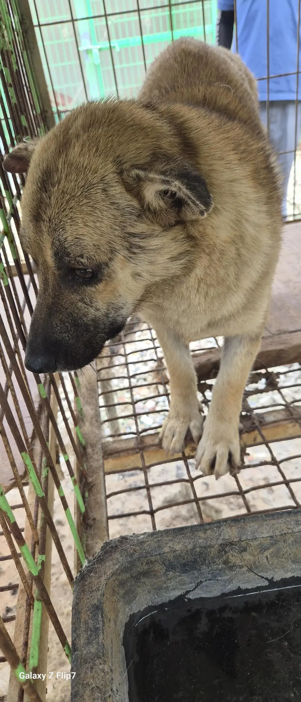 믹스견 보호중 사진