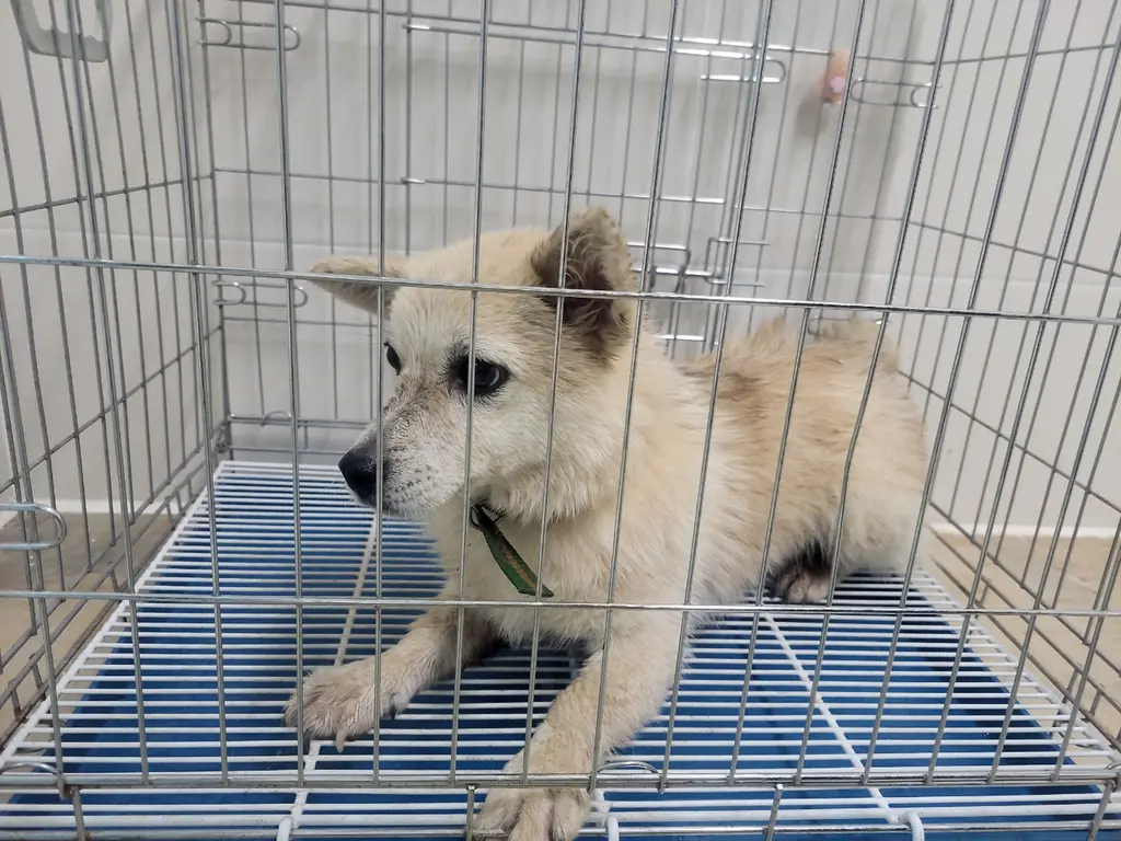 믹스견 보호중 사진