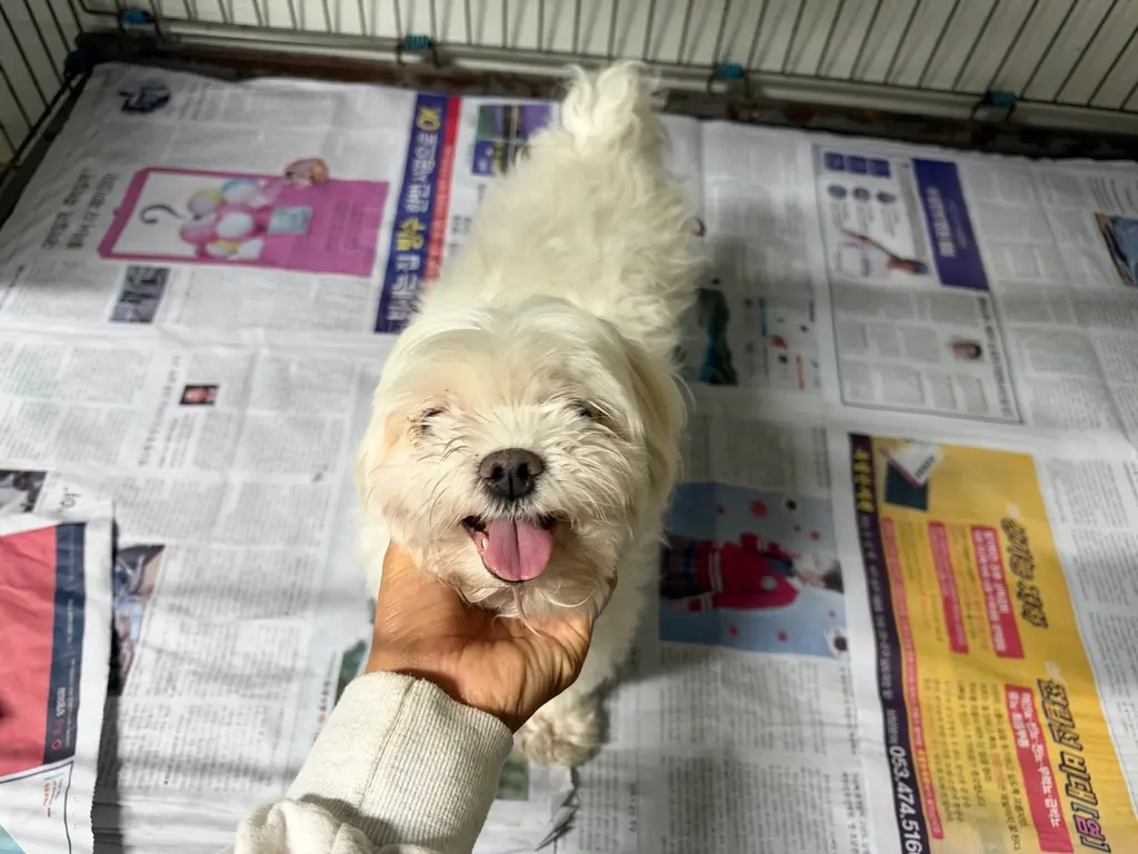 말티즈 보호중 사진