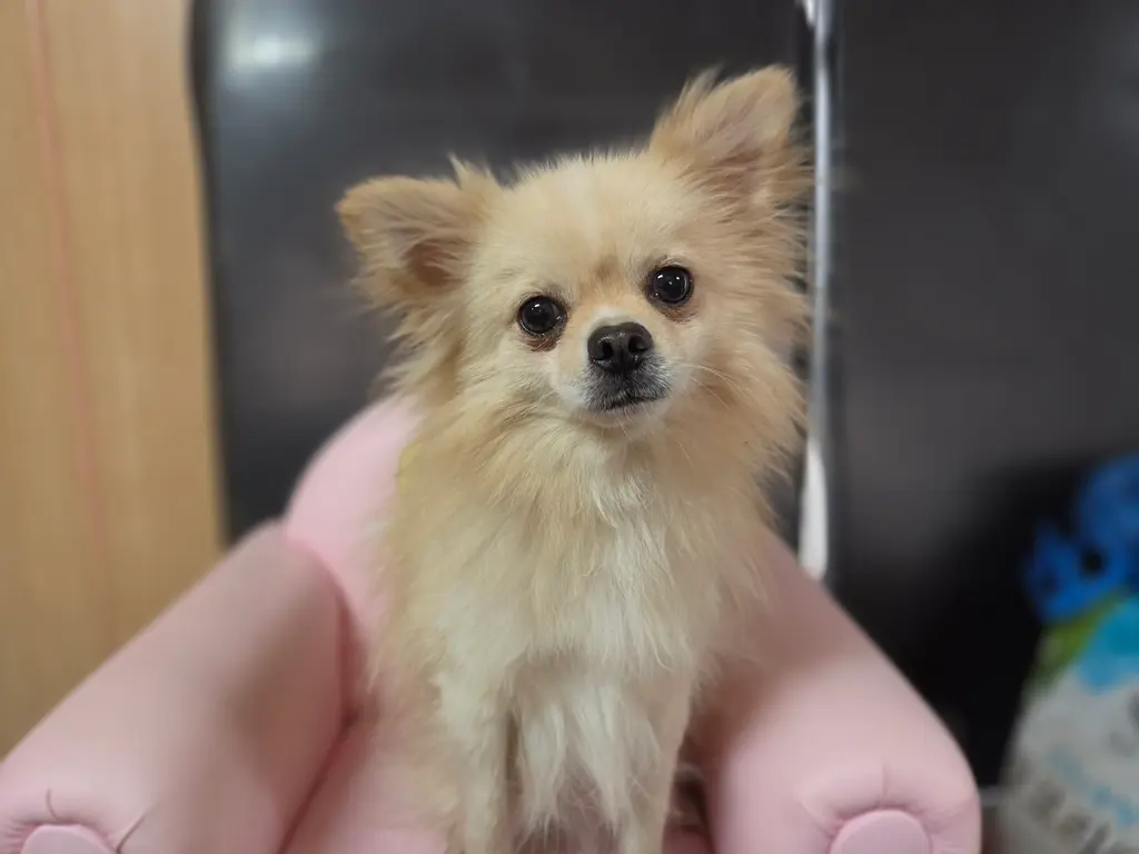 포메라니안 보호중 사진