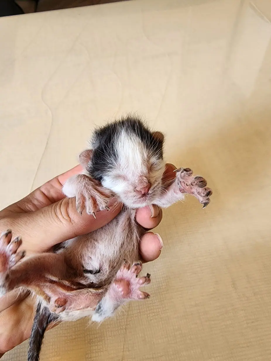한국 고양이 보호중 사진