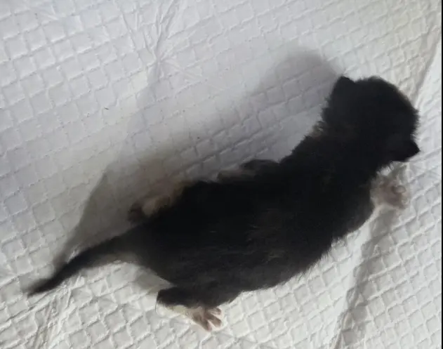 한국 고양이 보호중 사진