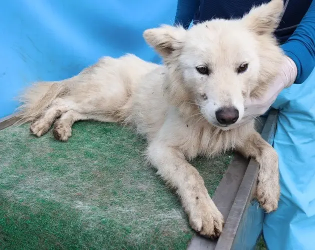 믹스견 보호중 사진