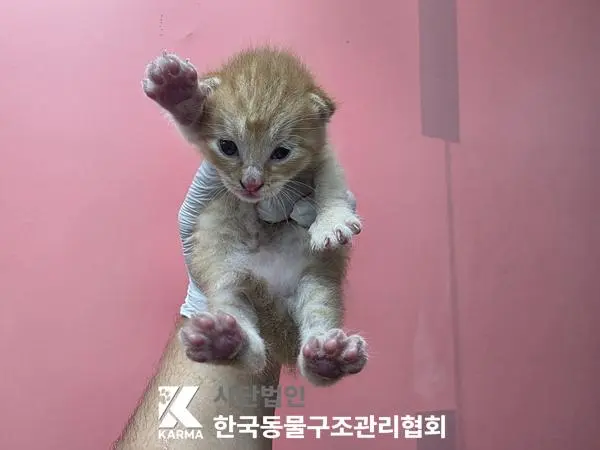 한국 고양이 보호중 사진
