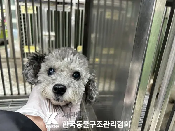 푸들 보호중 사진