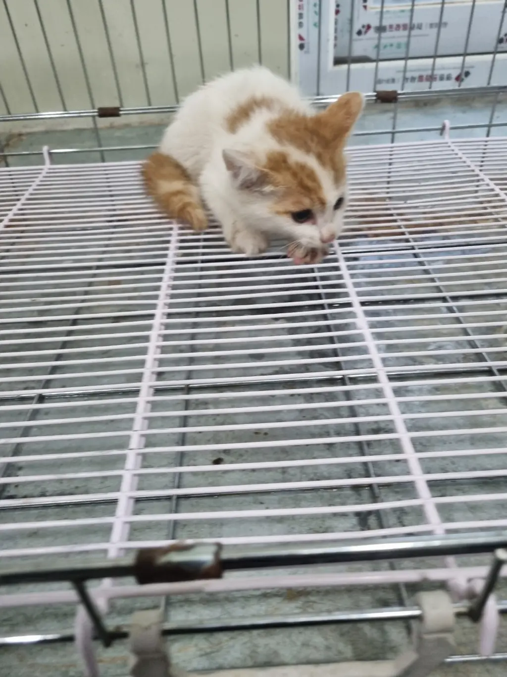 믹스묘 보호중 사진