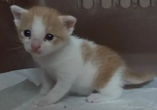 한국 고양이 보호중 사진