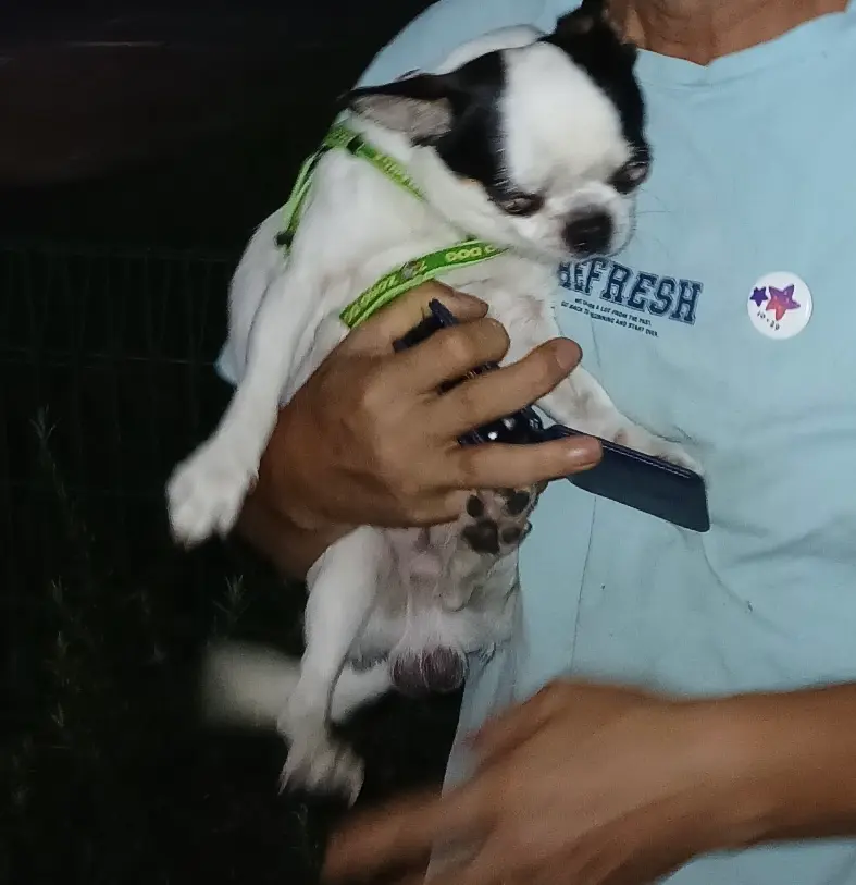 치와와 보호중 사진
