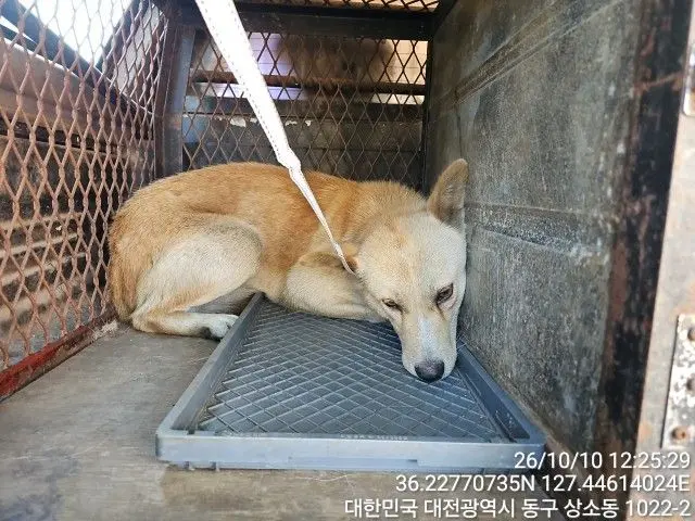 믹스견 보호중 사진