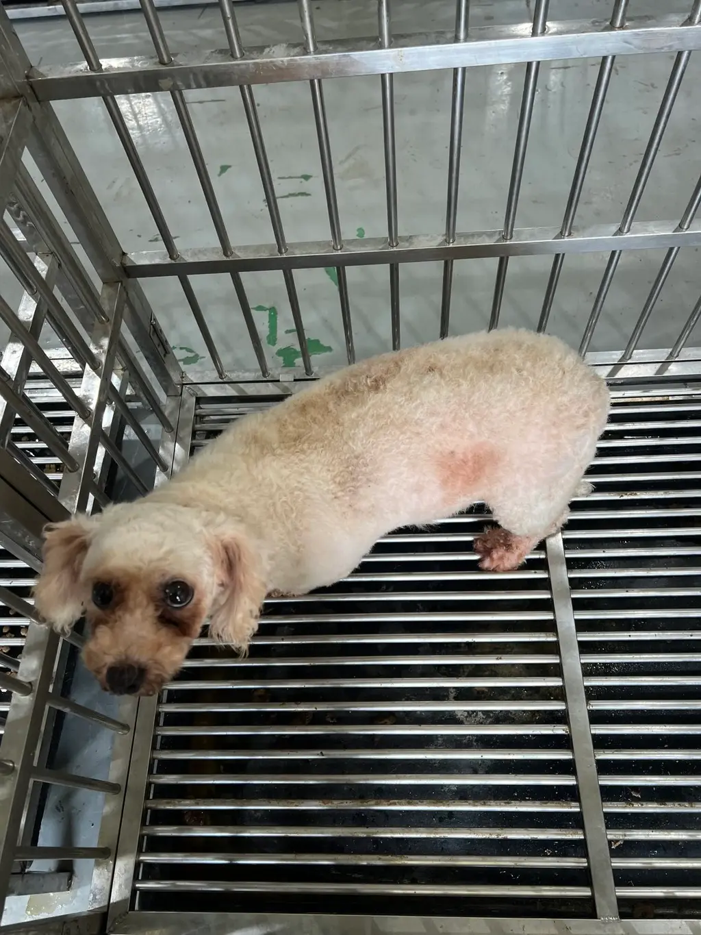 푸들 보호중 사진