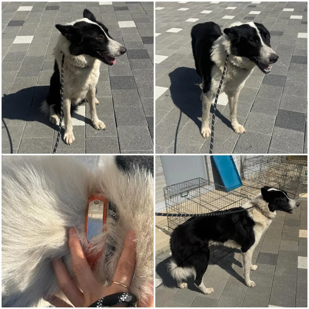 믹스견 보호중 사진