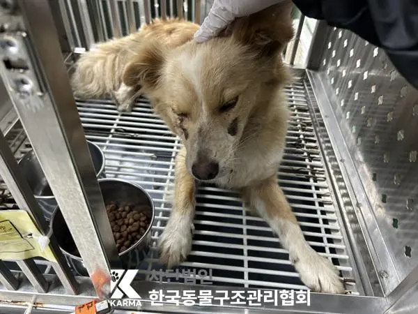 믹스견 보호중 사진