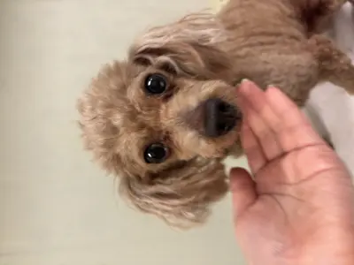 푸들 보호중 사진
