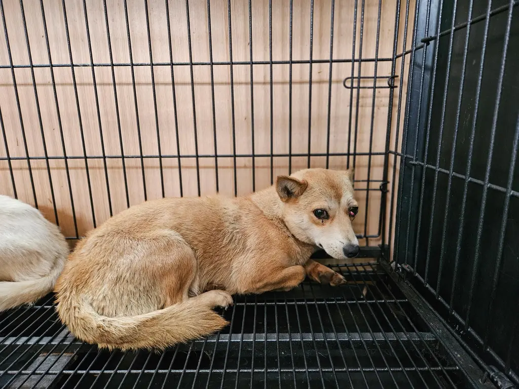 믹스견 보호중 사진