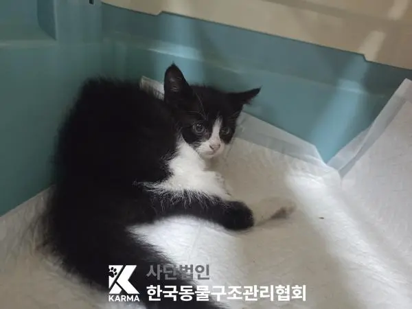 한국 고양이 보호중 사진