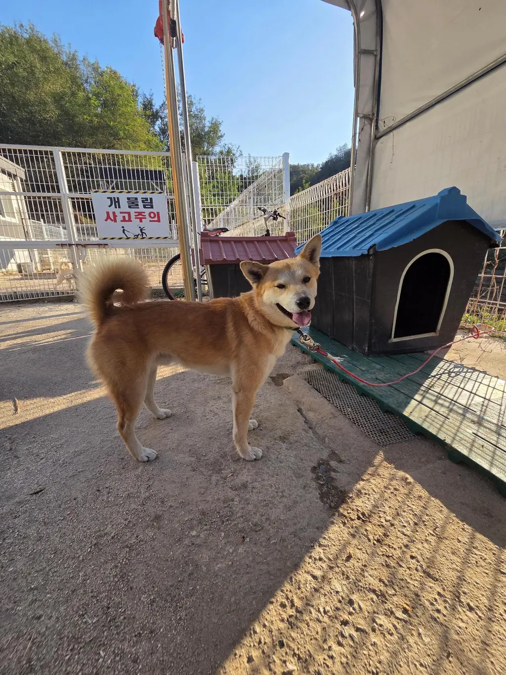 믹스견 보호중 사진