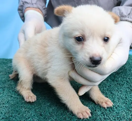 믹스견 보호중 사진