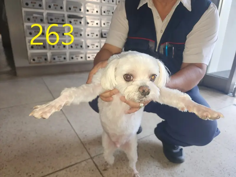 말티즈 보호중 사진