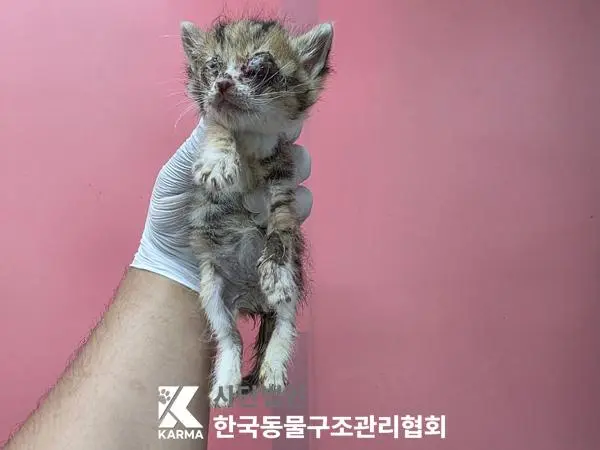한국 고양이 보호중 사진