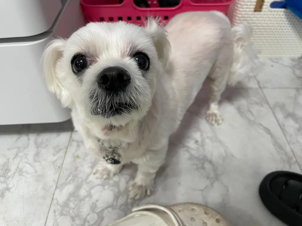 말티즈 보호중 사진
