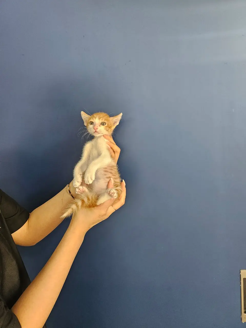 한국 고양이 보호중 사진
